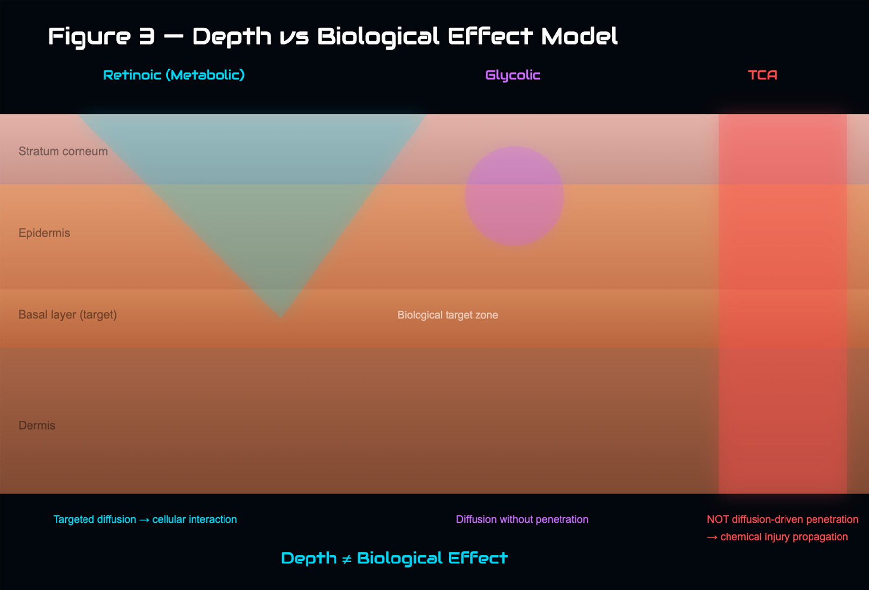 Functional depth and biological effect model in chemical peeling