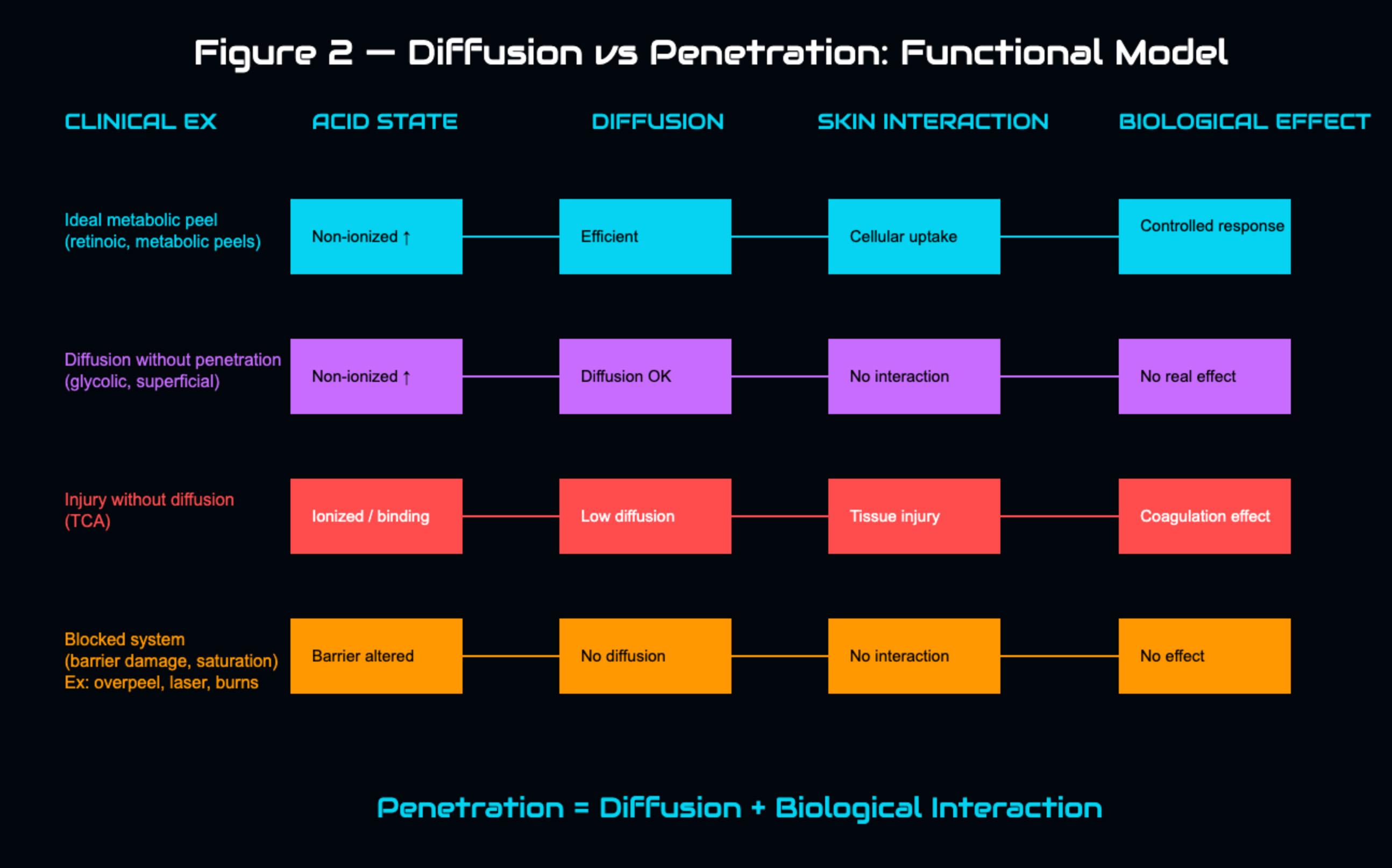Diffusion versus penetration and functional tissue interaction