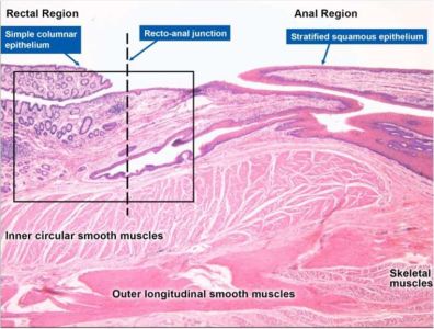 histology-external-anal-margin