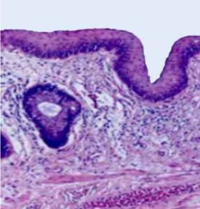 histology-perianal-area